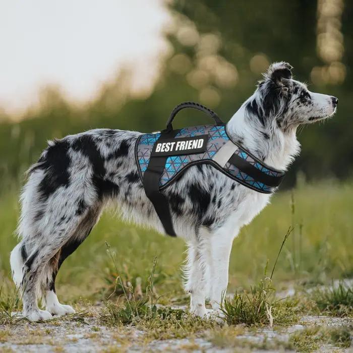 Étiquettes d'identification personnalisées pour chien