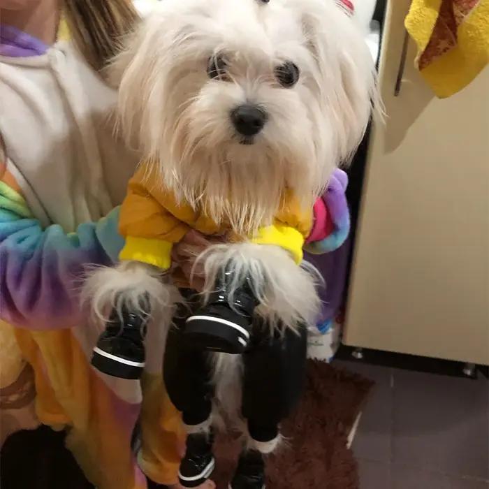 Chaussures imperméables coordonnantes pour animaux de compagnie