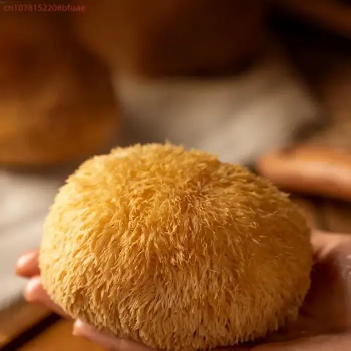 Champignons Crinière de Lion Séchés de Haute Qualité