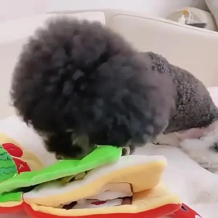 Jouet de reniflement pour chien