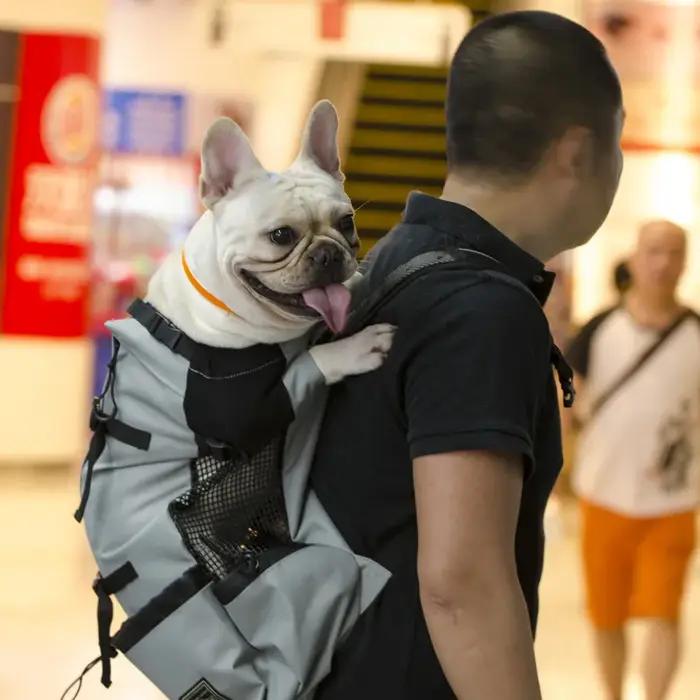 Sac de transport respirant pour chien de grande race pour randonnées cyclistes et voyages en plein air adaptable à toutes les saisons et parfait pour les grandes races comme le Golden Retriever ou le Bulldog