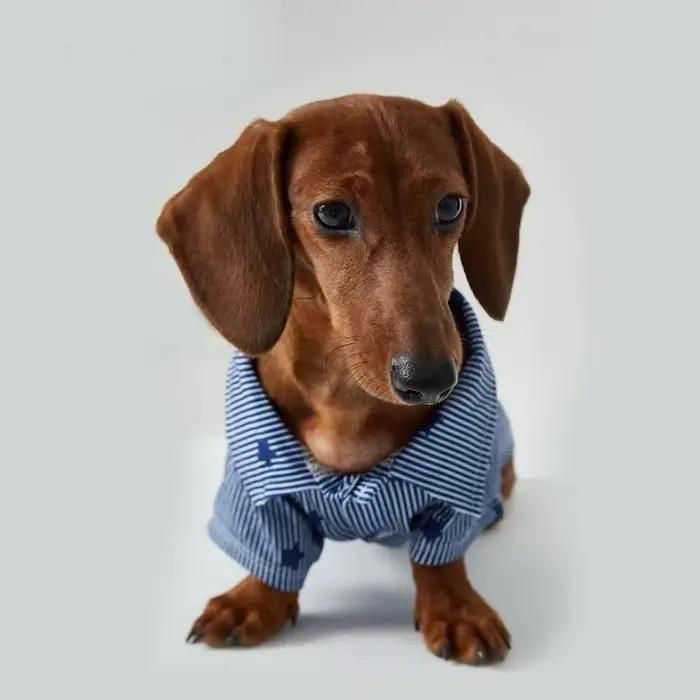 T-Shirt étoile rayé Style Gentleman britannique pour chiens saucisses printemps automne