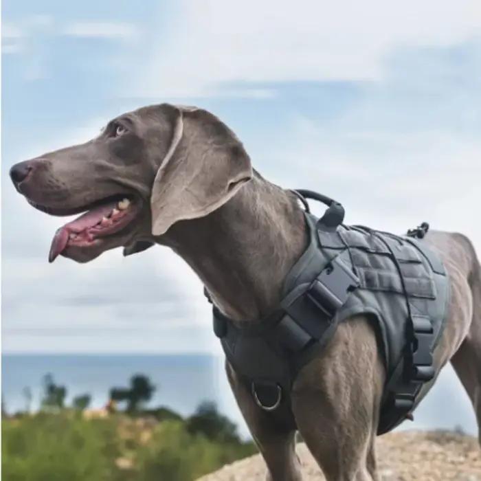 Harnais tactique pour chien