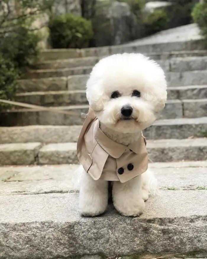 Teddy Bichon Corgi-Écharpe de bouche à sangle de style anglais pour chiens