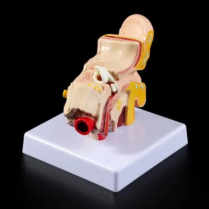 Accessoires médicaux, modèle d'anatomie de l'oreille humaine