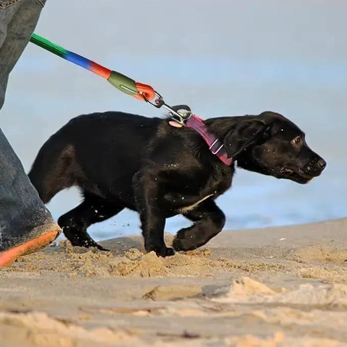 Laisse double pour chien avec corde élastique