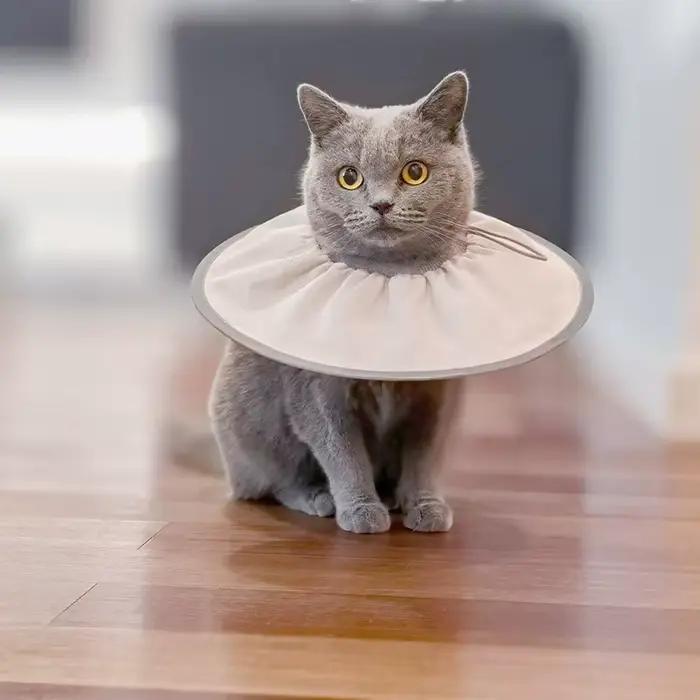 Collier de soins de stérilisation élisabéthain pour animaux de compagnie