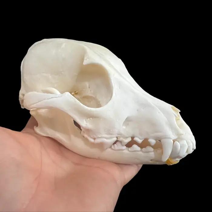 Collection exquise de 1 à 10 os d'animaux naturels (crânes) pour l'artisanat