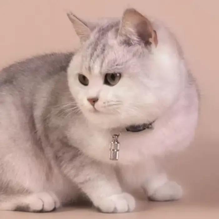 Étiquettes nominatives pour chien et chat