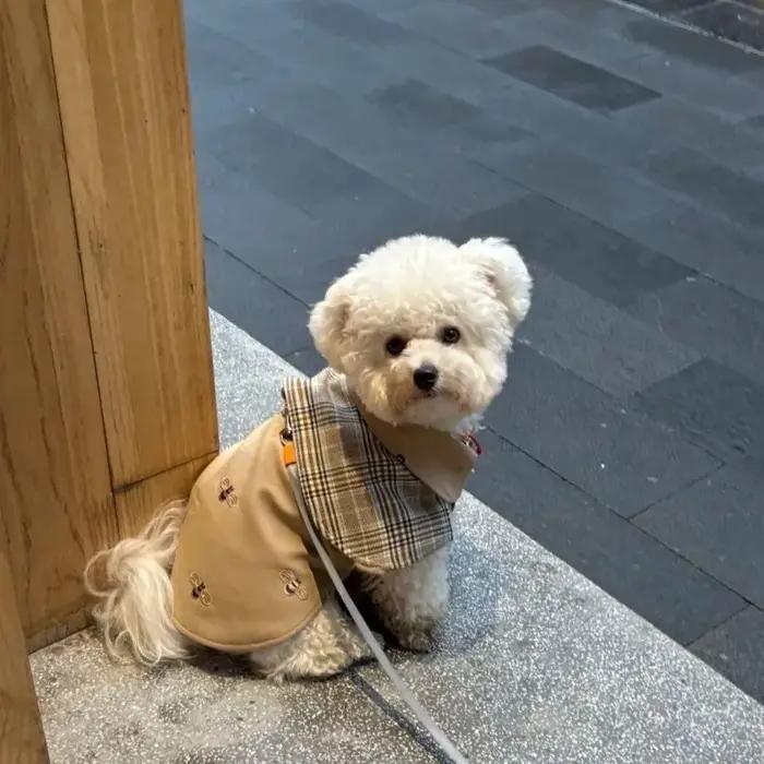 Vêtements pour animaux de compagnie : Cape de chien vintage style détective