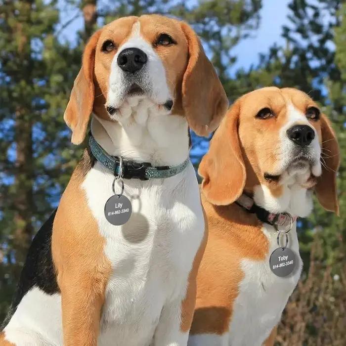 Étiquette d'identification de chien en acier inoxydable