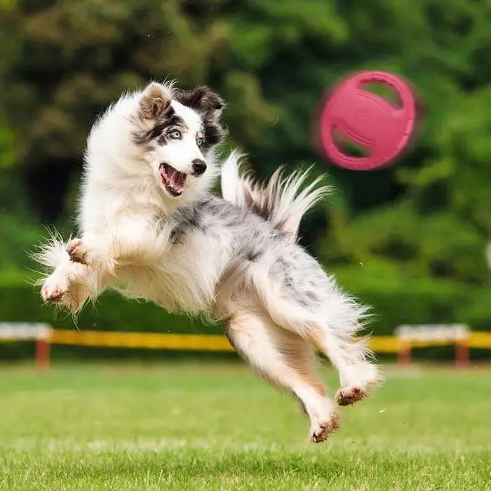 Anneau d'entraînement pour chien de compagnie avec disque volant