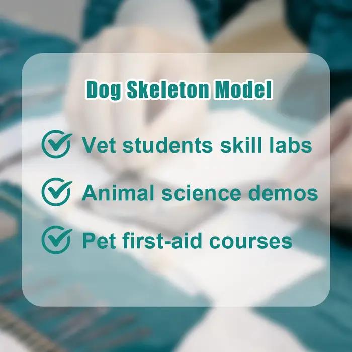 Modèle de squelette de chien