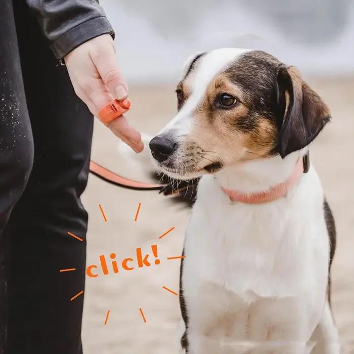 1 pièce Clicker d'entraînement pour chiens et chats