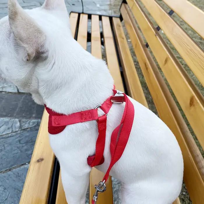Harnais et laisse pour petits et moyens chiens, ensemble harnais pour chaton, broderie marguerite, collier pour chiot, chaton mignon, Chihuahua, Yorkie