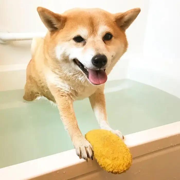 Jouet en peluche mignon pour animal de compagnie