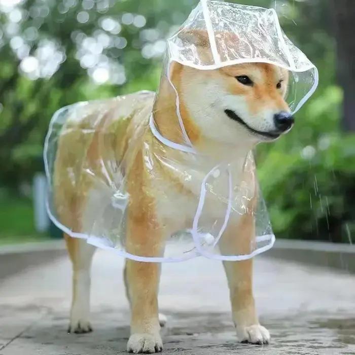Manteau imperméable Transparent pour chien