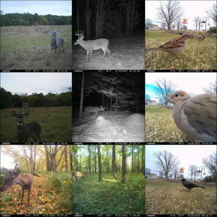Caméra de chasse solaire 4G cellulaire 2K avec détection de mouvement PIR et vision nocturne extérieure résistante aux intempéries pour surveillance de la propriété et protection des animaux sauvages
