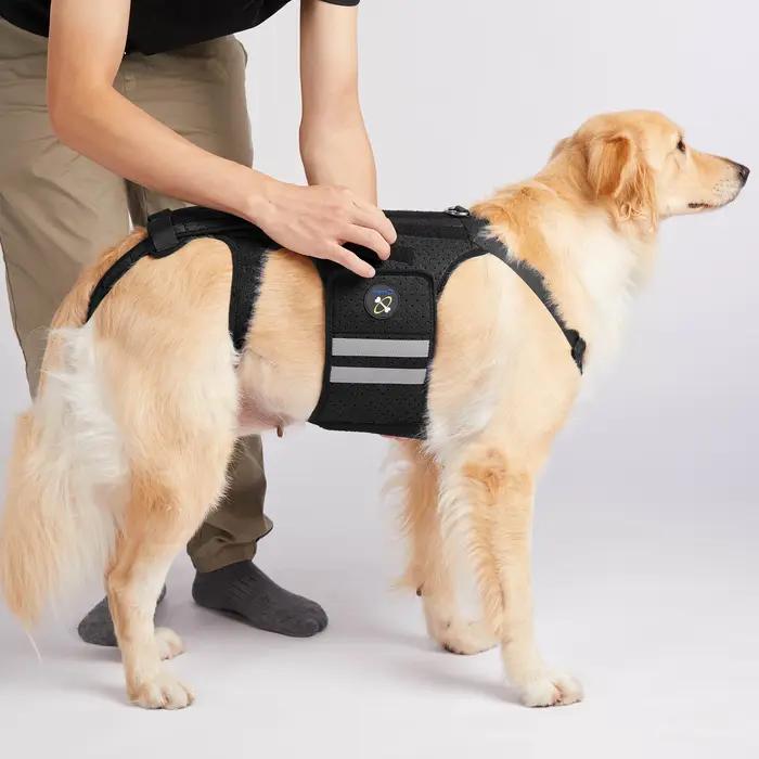 Coodeo Attelle dorsale pour chiens atteints d'arthrite, soutien dorsal pour animaux de compagnie sou
