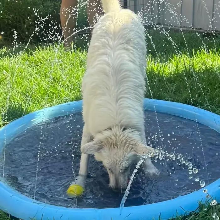 Piscine Portable avec tampon anti-éclaboussures pour chiens