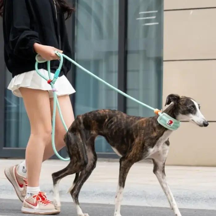 Laisse de traction pour chien de 1,8 m avec protection de cou, laisse de promenade multifonctionnelle pour chiens de taille moyenne à grande, laisse pour lévrier, accessoires pour chiens