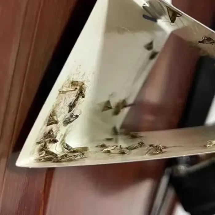 (HMA23) Pièges à mites adhésifs pour cuisine et vêtements avec phéromones