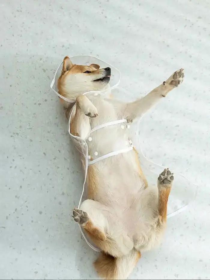 Chiens saute, imperméable transparent avec chapeau