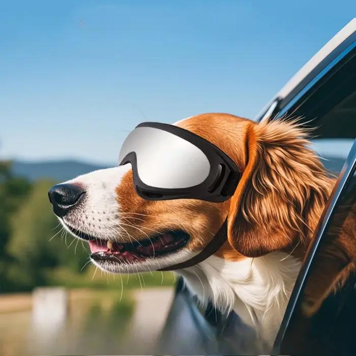 Lunettes pour chien