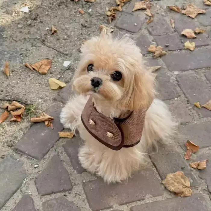 Manteau pour animaux de compagnie marron de style britannique à la mode avec tissu en laine - Vêtements pour chiens