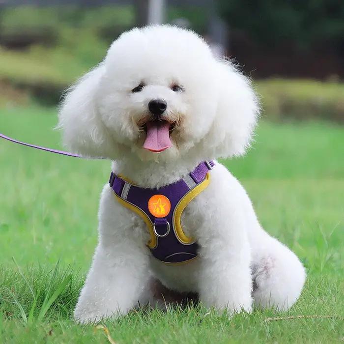 Sangles de coulée de ULde traction en émail SFP pour chiens de petite et moyenne taille