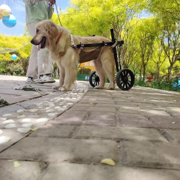 Assistance de rééducation de grand chien de voiture de handicap de fracture