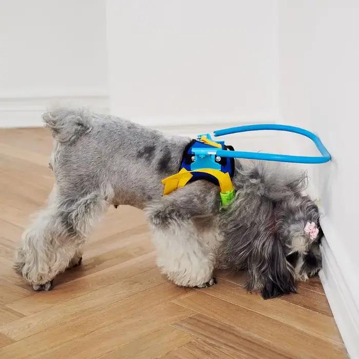Dispositif de guidage de harnais de cercle anti-collision pour animaux de compagnie 5 tailles pour petits grands chiens B03E
