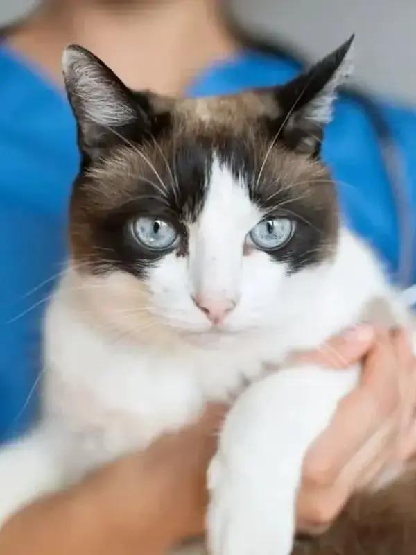 Comprimés de complément alimentaire naturel pour chat renforçant le système immunitaire et favorisant une meilleure absorption des nutriments pour un pelage sain et une énergie constante