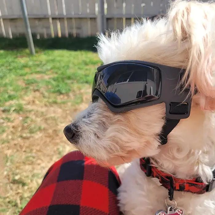 Lunettes de protection UV pour chiens et chats