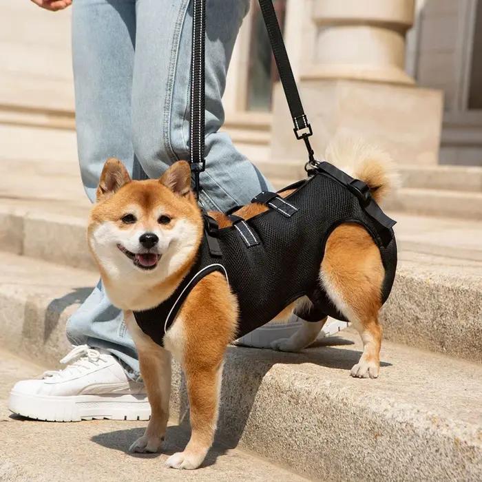 Vêtements auxiliaires pour animaux de compagnie de haute qualité pour chiens handicapés âgés