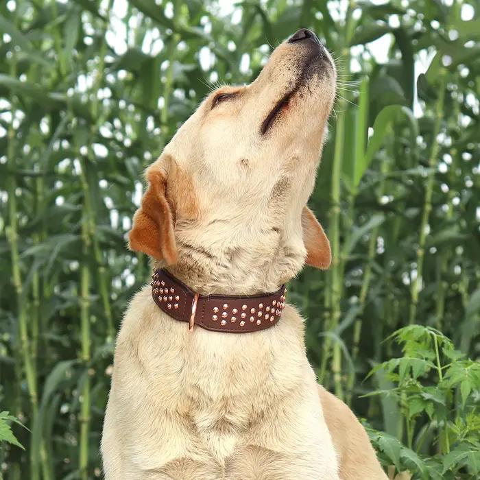 Collier en cuir clouté pour animaux de compagnie, réglable, durable, grand, moyen, grand, chiot, pitbull