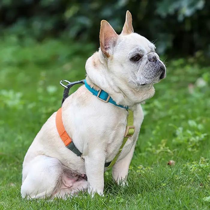Harnais pour chien taille réglable en coton confortable et durable pour chiens de petite, moyenne et grande taille avec boucle pratique pour promenades en toute saison