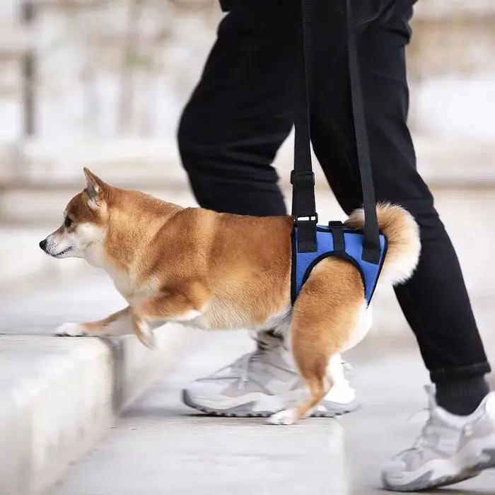 Harnais de soutien des jambes arrière pour chien senior