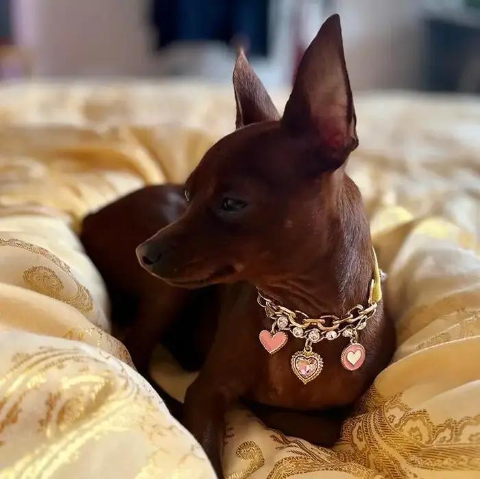 Bijoux en cuir de luxe de qualité supérieure, collier en cristal pour animaux de compagnie, collier