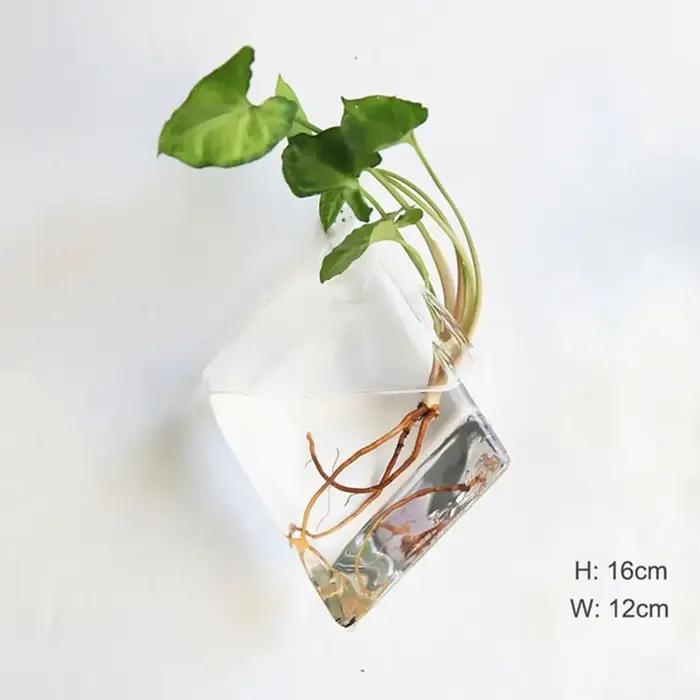 Plantes hydroponiques murales de forme irrégulière