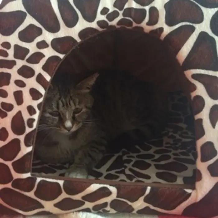 Panier de coussin à la mode pour chien et chat