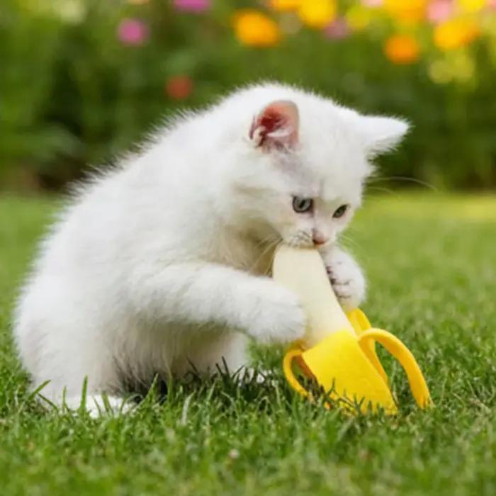 Jouet à mâcher banane réaliste pour animaux de compagnie