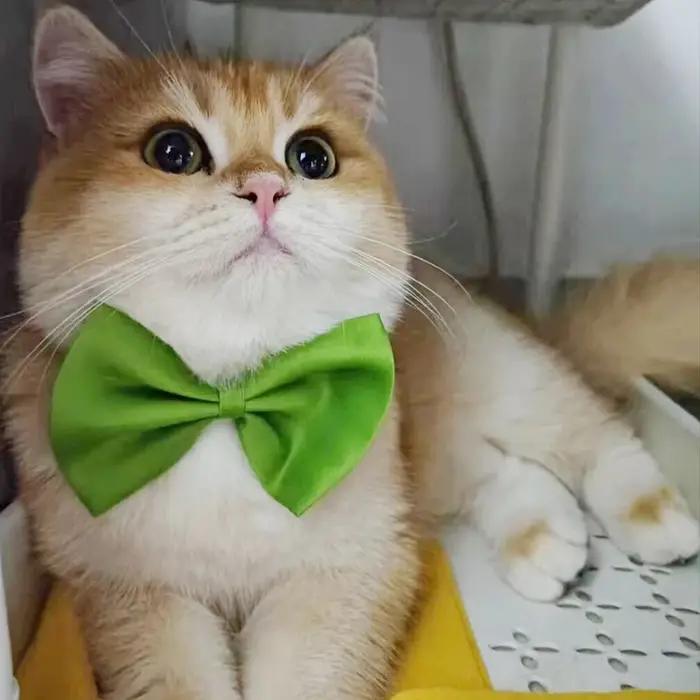 Nœuds papillon colorés pour chats et chiens