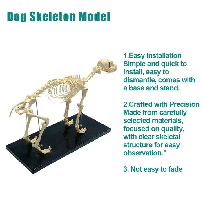 Modèle de squelette de chien