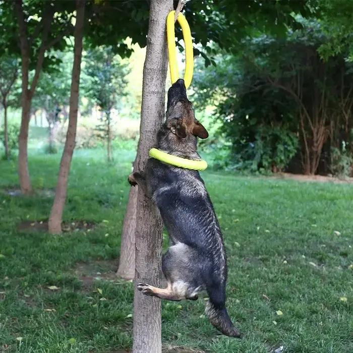 05/2019 volants OligDog pour animaux de compagnie