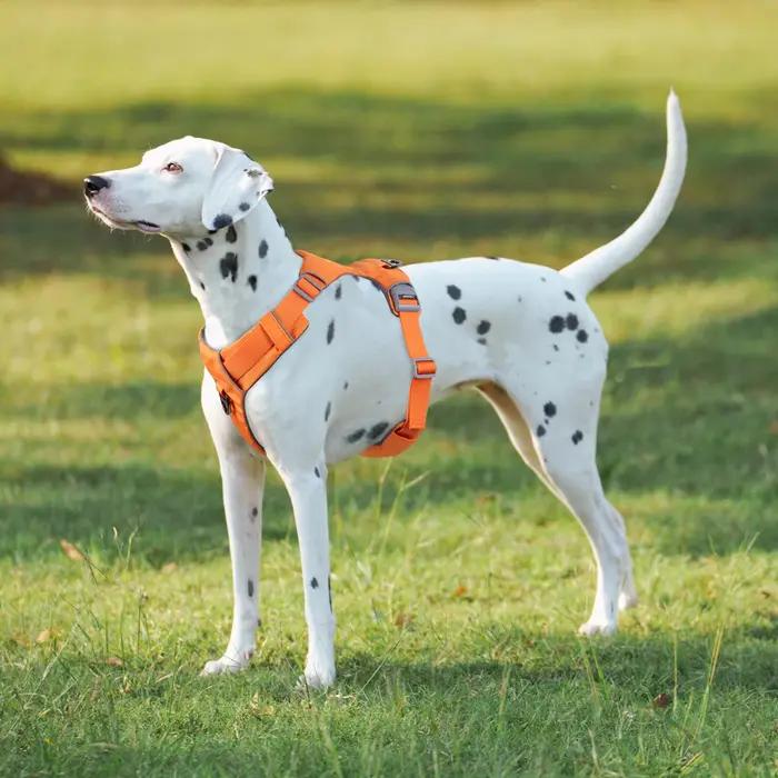 Harnais de sécurité sans traction pour chien de compagnie