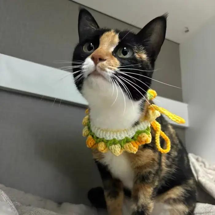Collier tricoté à la main pour chat élégant et confortable pour les promenades et les occasions spéciales
