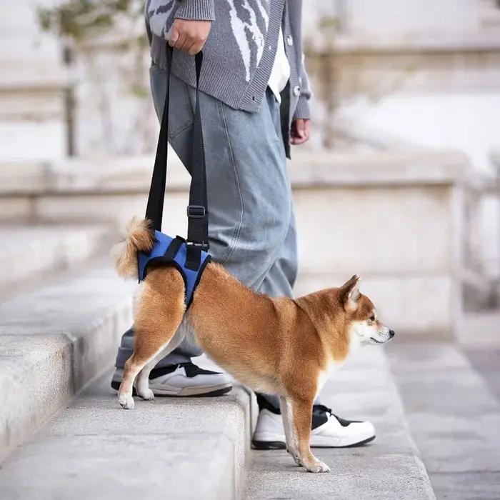 Harnais de soutien des jambes arrière pour chien senior