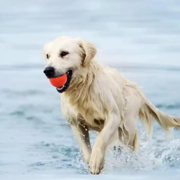 Balle en caoutchouc résistante pour chiens rouge pour chiots et grands chiens occasions de jeu et cadeaux pour animaux de compagnie