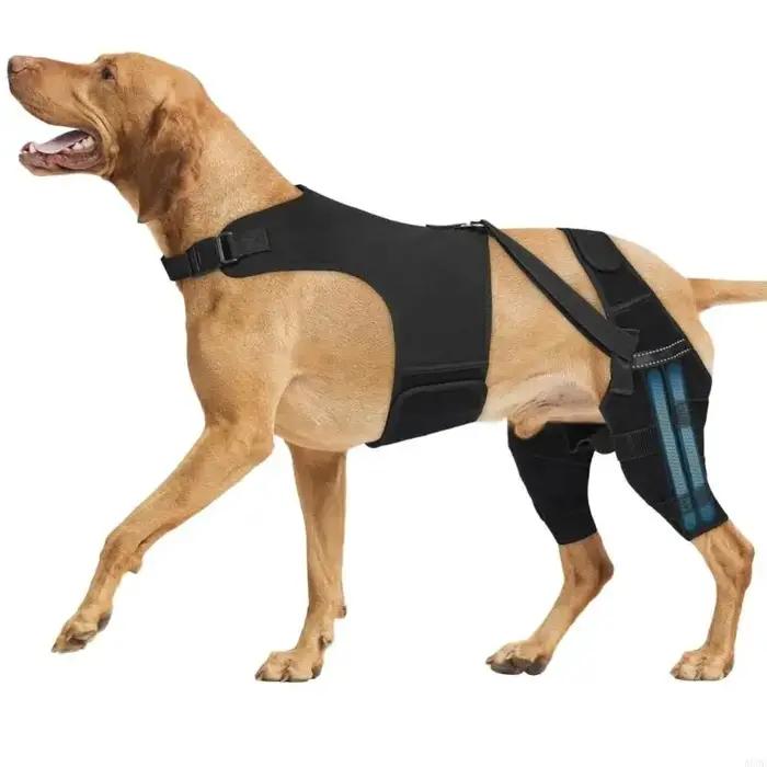Attelle soutien jambe arrière pour chien